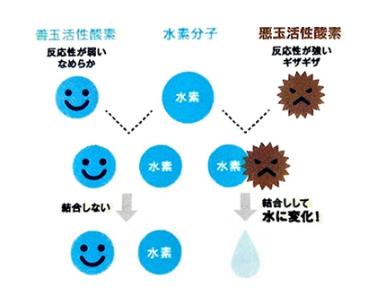 【水素の働き】水素はどうやって活性酸素をなくすの？